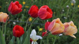Piękne kwiaty w ogrodzie wiosną – jak je wyhodować?