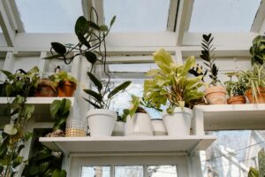 Które rośliny doniczkowe najłatwiej uprawiać w domu?